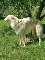Nosetradamus, a male Borzoi for sale in North Lewisburg, OH – Photo 3 of 7