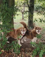 Magneto, a male Alaskan Malamute for sale in North Lewisburg, OH – 7 of 8