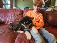 Luna, a female Alaskan Malamute for sale in North Lewisburg, OH – 9 of 10