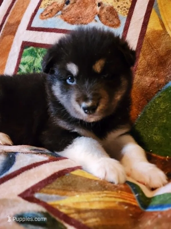 Luna – Alaskan Malamute puppy for sale in North Lewisburg, OH