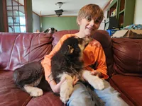 Luna, a female Alaskan Malamute for sale in North Lewisburg, OH – 6 of 10