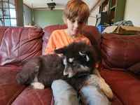 Luna, a female Alaskan Malamute for sale in North Lewisburg, OH – 10 of 10
