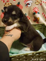 Luna, a female Alaskan Malamute for sale in North Lewisburg, OH – Photo 2 of 2