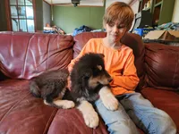 Luna, a female Alaskan Malamute for sale in North Lewisburg, OH – 8 of 10