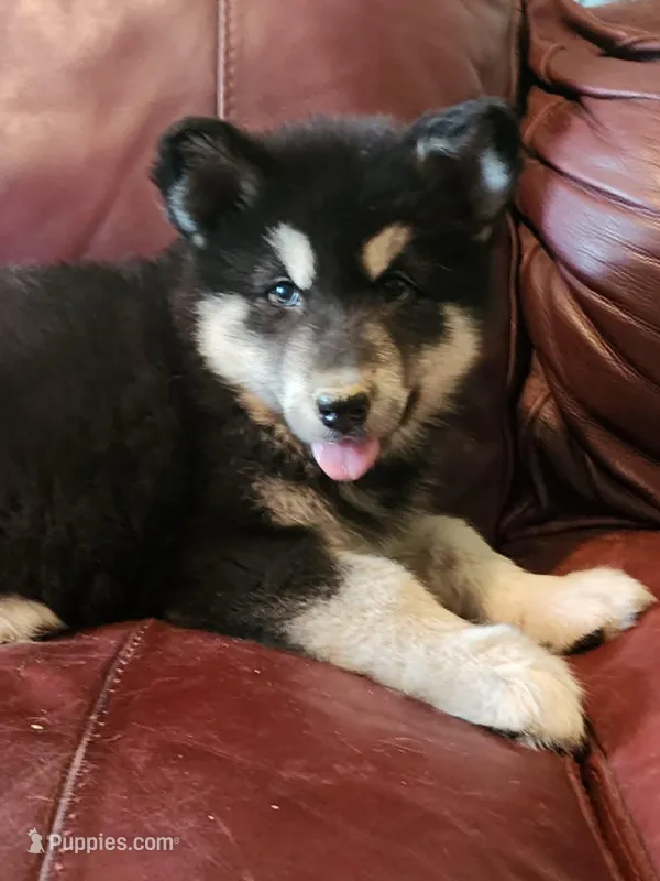 Luna – Alaskan Malamute puppy for sale in North Lewisburg, OH