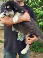 Luna, a female Alaskan Malamute for sale in North Lewisburg, OH – 3 of 10