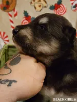 Luna, a female Alaskan Malamute for sale in North Lewisburg, OH – Photo 1 of 2