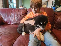 Luna, a female Alaskan Malamute for sale in North Lewisburg, OH – 7 of 10