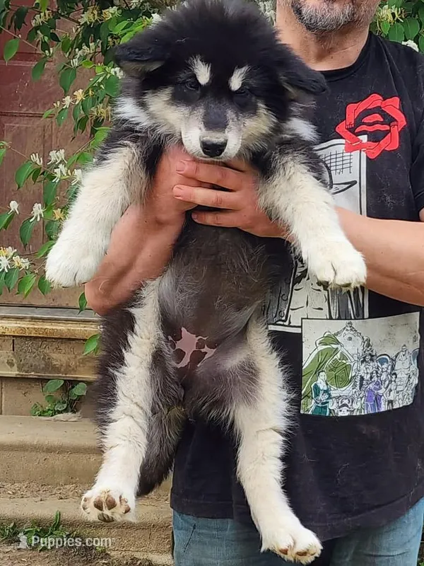 Luna – Alaskan Malamute puppy for sale in North Lewisburg, OH