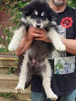 Luna, a female Alaskan Malamute for sale in North Lewisburg, OH – 1 of 10