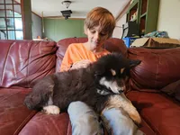 Luna, a female Alaskan Malamute for sale in North Lewisburg, OH – 5 of 10