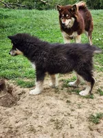 Luna, a female Alaskan Malamute for sale in North Lewisburg, OH – 4 of 10