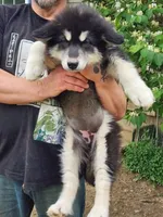 Luna, a female Alaskan Malamute for sale in North Lewisburg, OH – 2 of 10