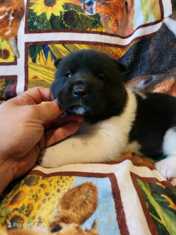 Starlight – Akita puppy for sale in North Lewisburg, OH