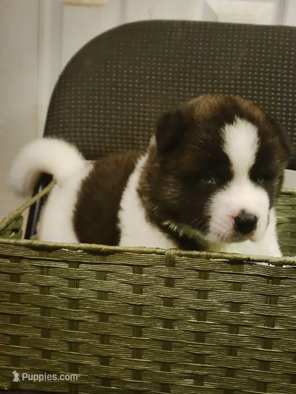 Maxx – Akita puppy for sale in North Lewisburg, OH