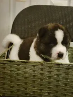 Maxx, a female Akita for sale in North Lewisburg, OH – 1 of 3