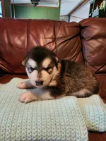 Wanda, a female Alaskan Malamute for sale in North Lewisburg, OH – 2 of 7