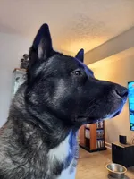 Starlight, a female Akita for sale in North Lewisburg, OH – 9 of 10