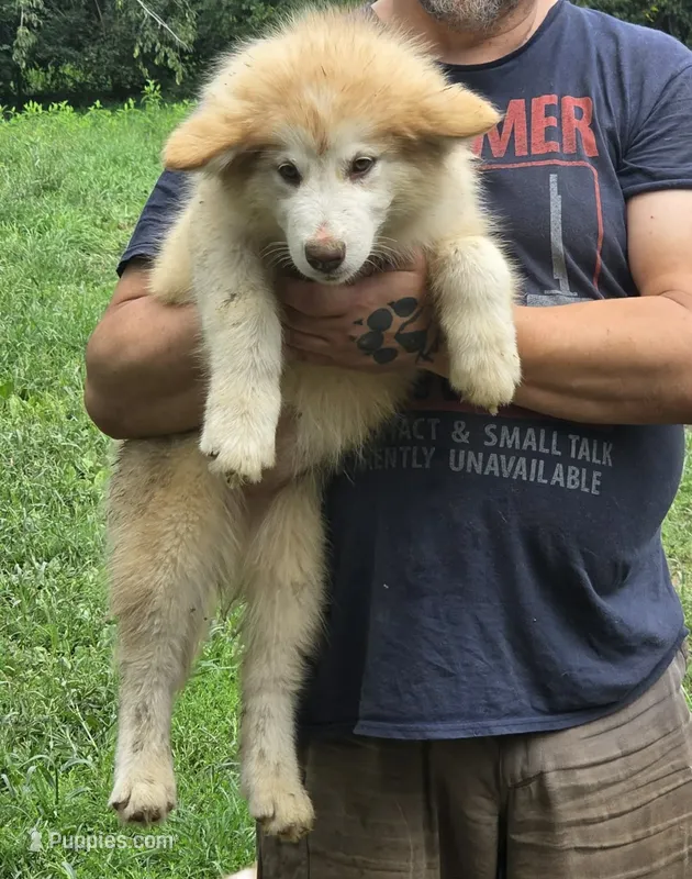Maise – Alaskan Malamute puppy for sale in North Lewisburg, OH
