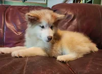 Maise, a female Alaskan Malamute for sale in North Lewisburg, OH – 3 of 8