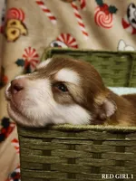 Annie, a female Alaskan Malamute for sale in North Lewisburg, OH – Photo 1 of 2