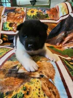 Starlight, a female Akita for sale in North Lewisburg, OH – 4 of 6
