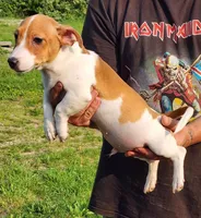 Russel, a male Jack Russell Terrier for sale in North Lewisburg, OH – Photo 5 of 5