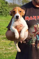 Russel, a male Jack Russell Terrier for sale in North Lewisburg, OH – Photo 2 of 5