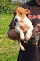 Russel, a male Jack Russell Terrier for sale in North Lewisburg, OH – Photo 4 of 5