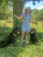 Zeus, a male Rottweiler for sale in North Lewisburg, OH – Photo 4 of 4