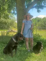 Zeus, a male Rottweiler for sale in North Lewisburg, OH – Photo 3 of 4