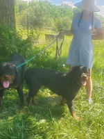 Zeus, a male Rottweiler for sale in North Lewisburg, OH – Photo 2 of 4