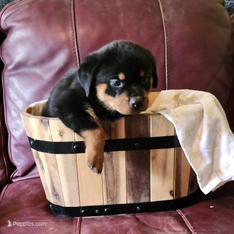 Zeus, a male Rottweiler for sale in North Lewisburg, OH – Photo 1 of 4