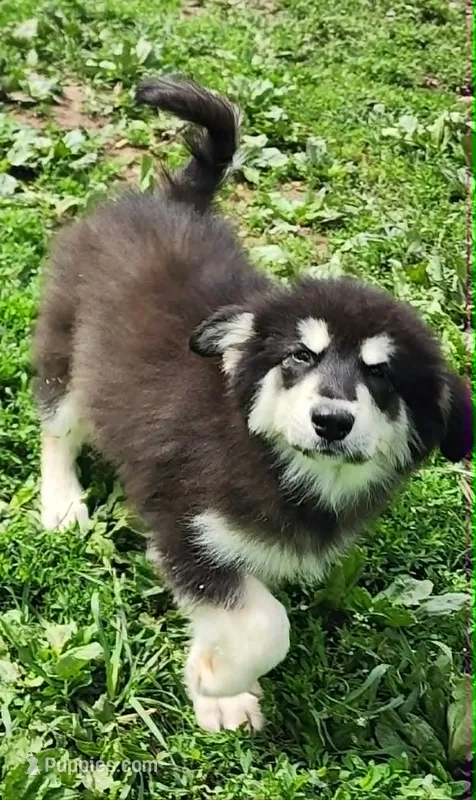 Nami – Alaskan Malamute puppy for sale in North Lewisburg, OH