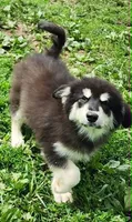 Nami, a female Alaskan Malamute for sale in North Lewisburg, OH – 1 of 6