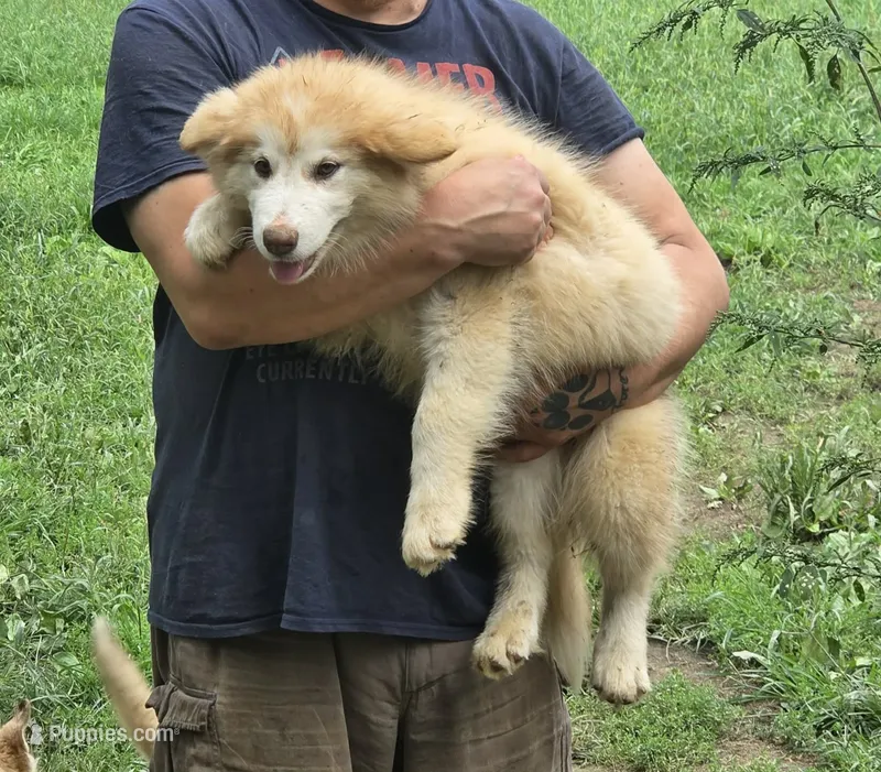 Sophie – Alaskan Malamute puppy for sale in North Lewisburg, OH