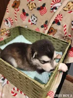 Sid, a male Alaskan Malamute for sale in North Lewisburg, OH – Photo 2 of 2