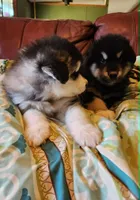 Sid, a male Alaskan Malamute for sale in North Lewisburg, OH – 2 of 6