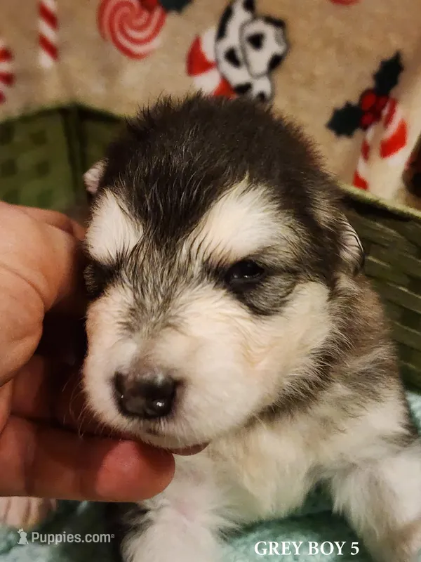 Sid – Alaskan Malamute puppy for sale in North Lewisburg, OH