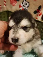Sid, a male Alaskan Malamute for sale in North Lewisburg, OH – Photo 1 of 2