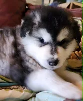Sid, a male Alaskan Malamute for sale in North Lewisburg, OH – 4 of 6