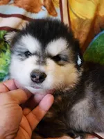 Sid, a male Alaskan Malamute for sale in North Lewisburg, OH – 5 of 6