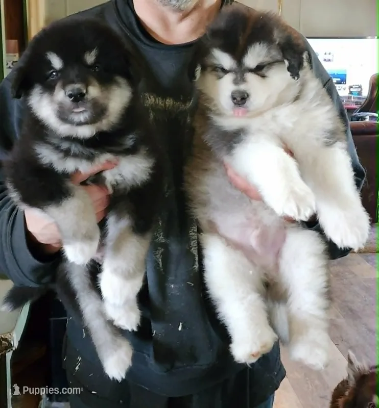 Sid – Alaskan Malamute puppy for sale in North Lewisburg, OH