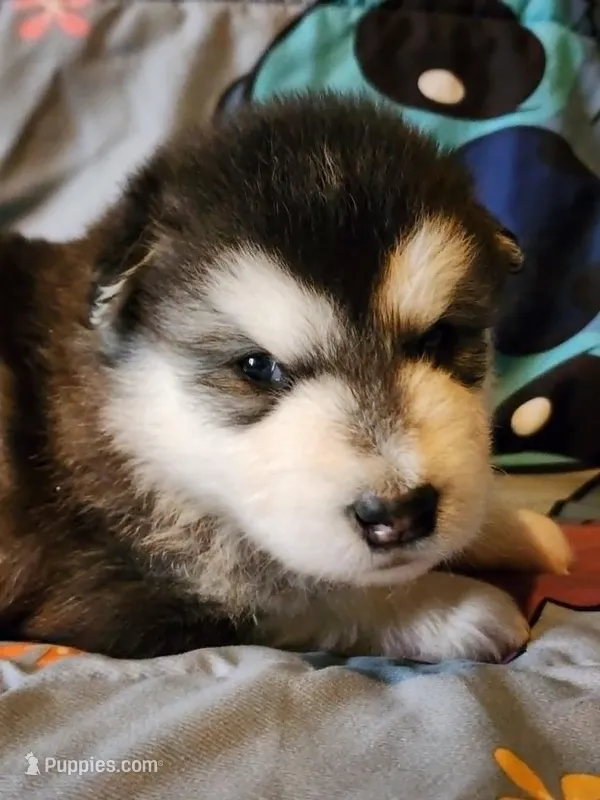 Sid – Alaskan Malamute puppy for sale in North Lewisburg, OH