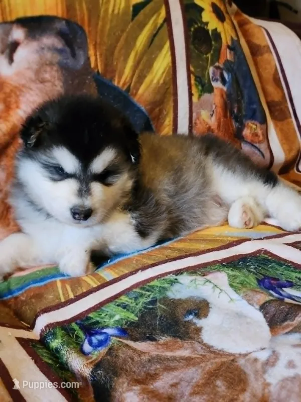 Sid – Alaskan Malamute puppy for sale in North Lewisburg, OH