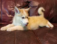 Sophie, a female Alaskan Malamute for sale in North Lewisburg, OH – 4 of 6