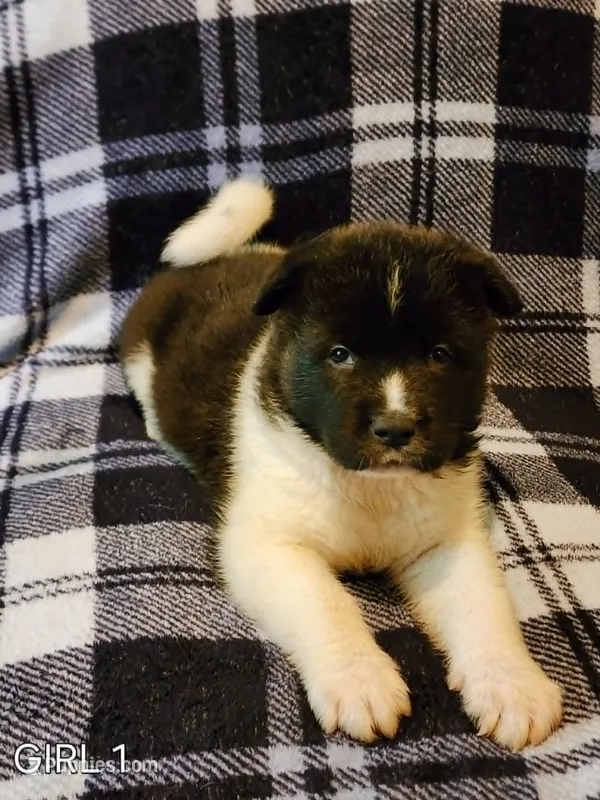Dolly – Akita puppy for sale in North Lewisburg, OH
