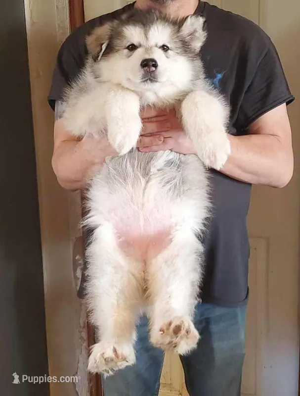 Alexa, a female Alaskan Malamute for sale in North Lewisburg, OH – Photo 1 of 2