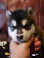 Titan, a male Alaskan Malamute for sale in North Lewisburg, OH – Photo 2 of 7