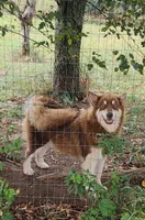 Titan, a male Alaskan Malamute for sale in North Lewisburg, OH – Photo 3 of 7